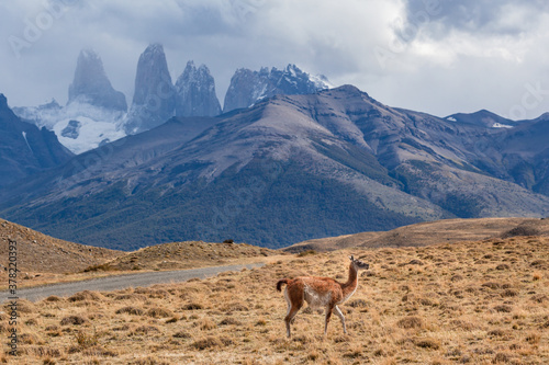 Wild guanaco in Torres del Paine national park Patagonia . Chile