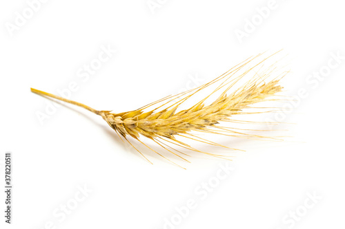 Rye grass. Whole, barley, harvest wheat sprouts. Wheat grain ear or rye spike plant isolated on white background, for cereal bread flour. Element of design.