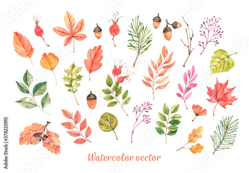 Hand drawn watercolor vector illustrations. Autumn Botanical clipart. Fall leaves, herbs and branches. Floral Design elements. Perfect for invitations, greeting cards, blogs, posters, prints