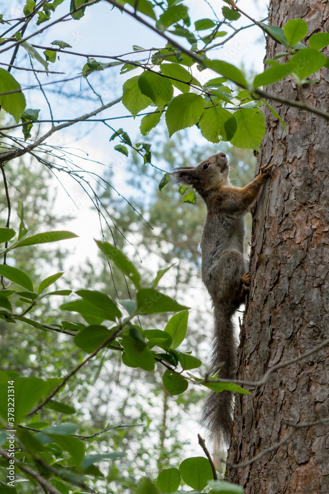 A squirrel with four paws holds onto a tree and looks up