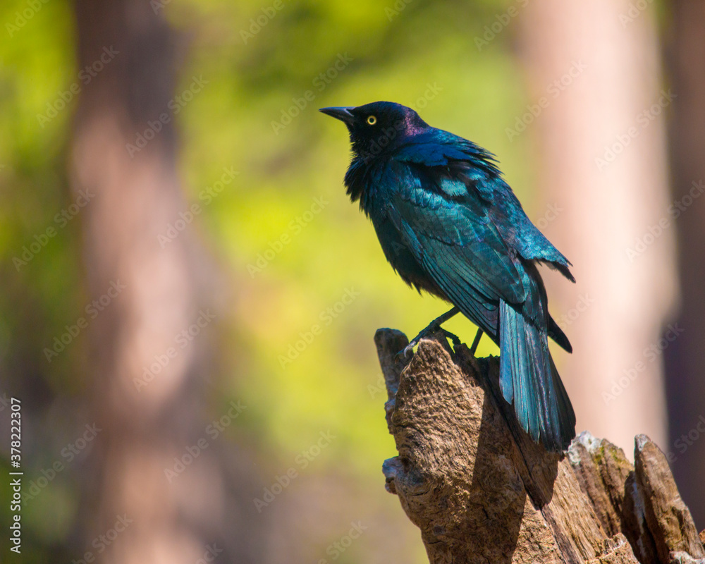 Fototapeta premium blue bird on a branch