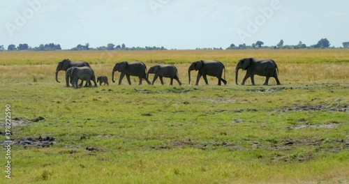Pan left, family of elephants in Botswana savanna