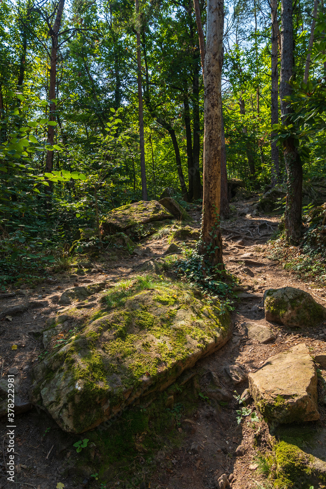 Beautiful green mountain forest on a sunny day in Eppan in the Italian South Tyrol Beautiful green mountain forest on a sunny day in Eppan in the Italian South Tyrol