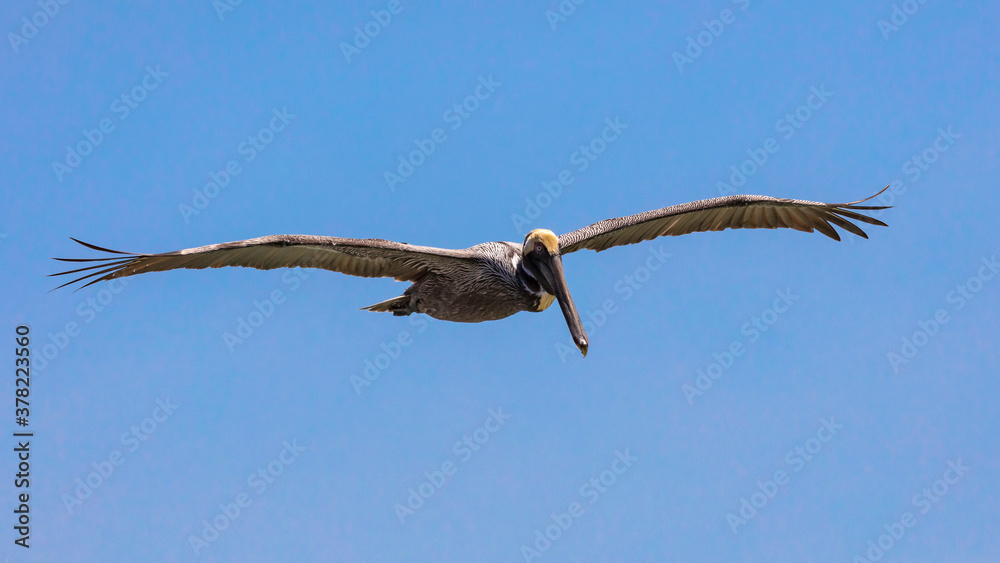 Pelican in perfect glide against blue sky, Florida, USA