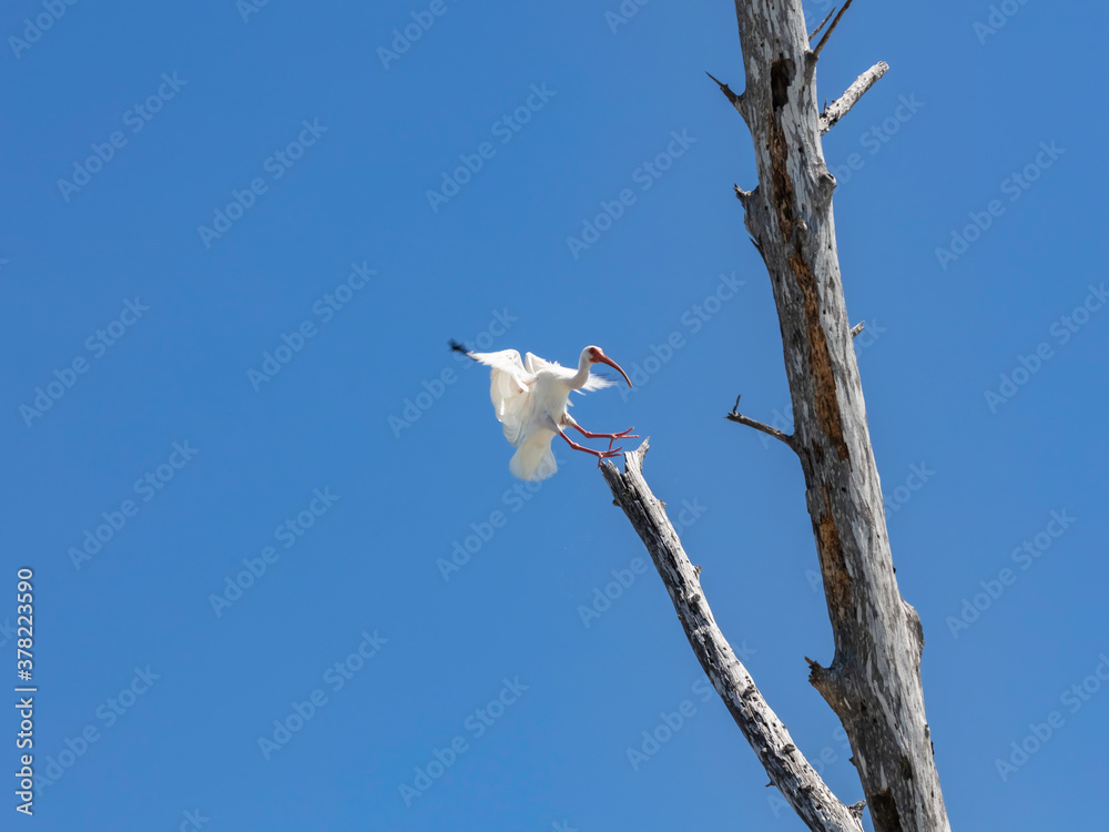 Ibis lands on dead tree, Sanibel Island, Florida, USA