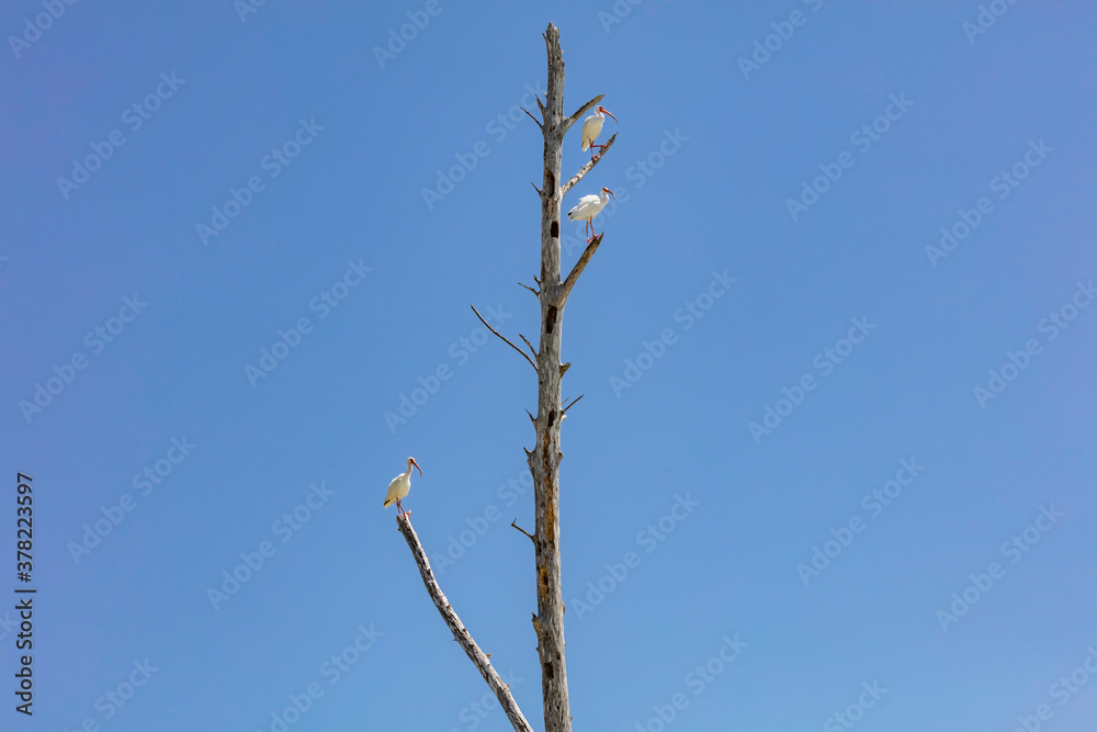 Three ibises sitting on dead tree, background blue sky, Florida