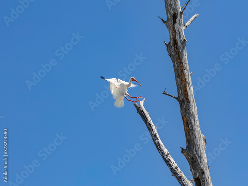 Obraz na płótnie Ibis lands on dead tree, Sanibel Island, Florida, USA w salonie