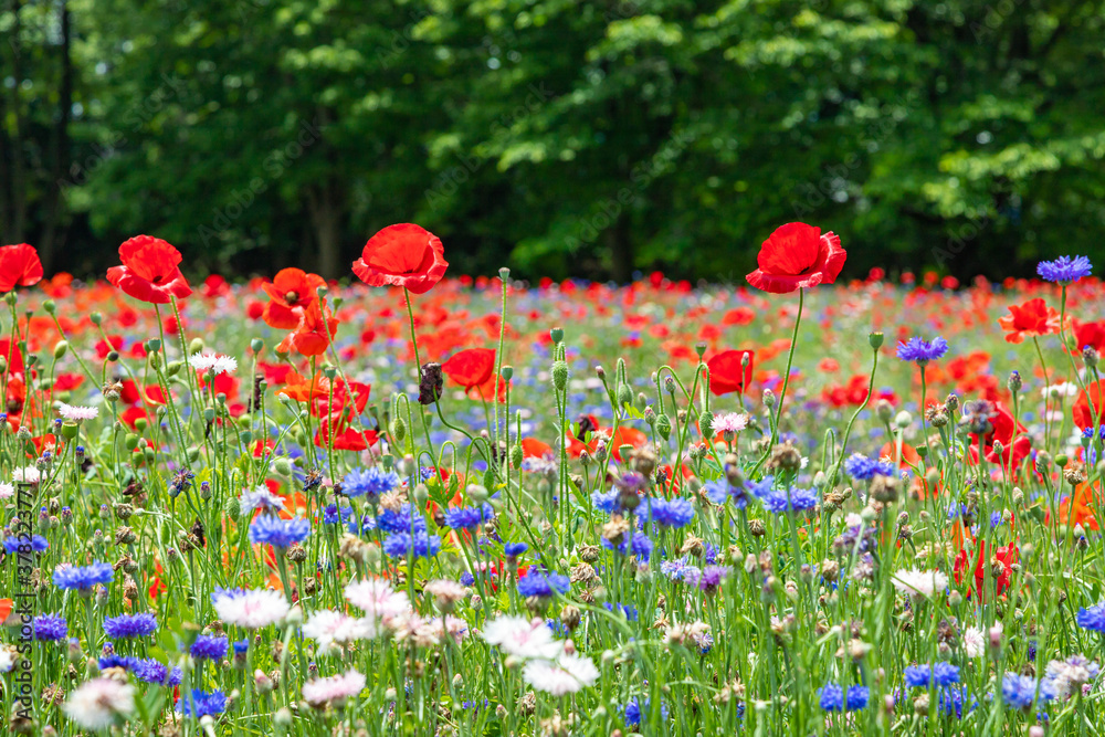 Obraz premium ポピーの花畑
