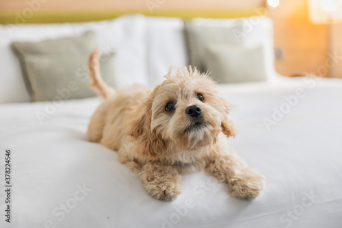 Dog playing on the bed with a toy