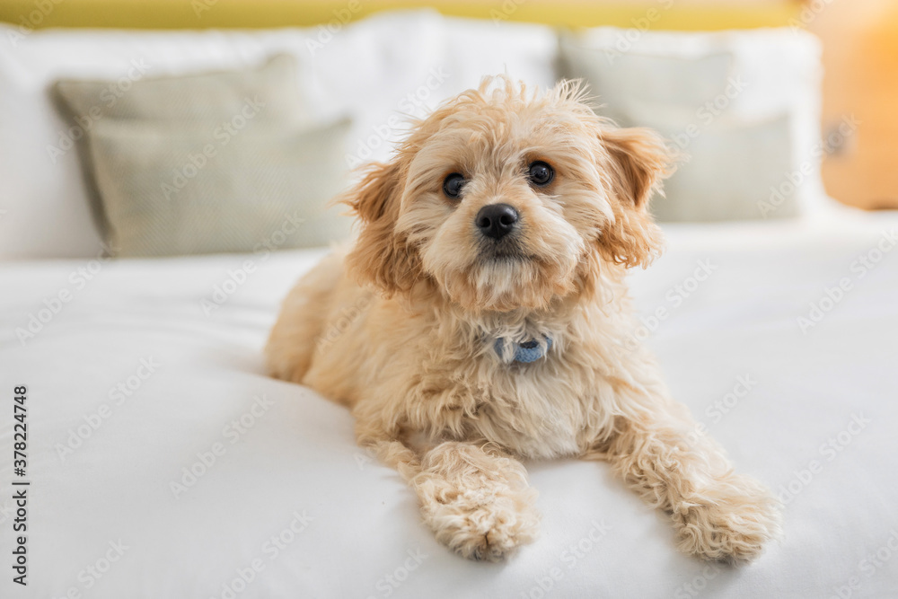 Dog playing on the bed with a toy Dog playing on the bed with a toy