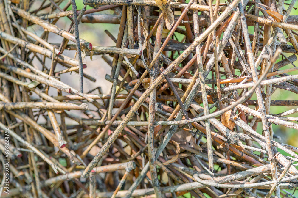 Thin dry branches of a deciduous tree are randomly piled in a heap Thin dry branches of a deciduous tree are randomly piled in a heap