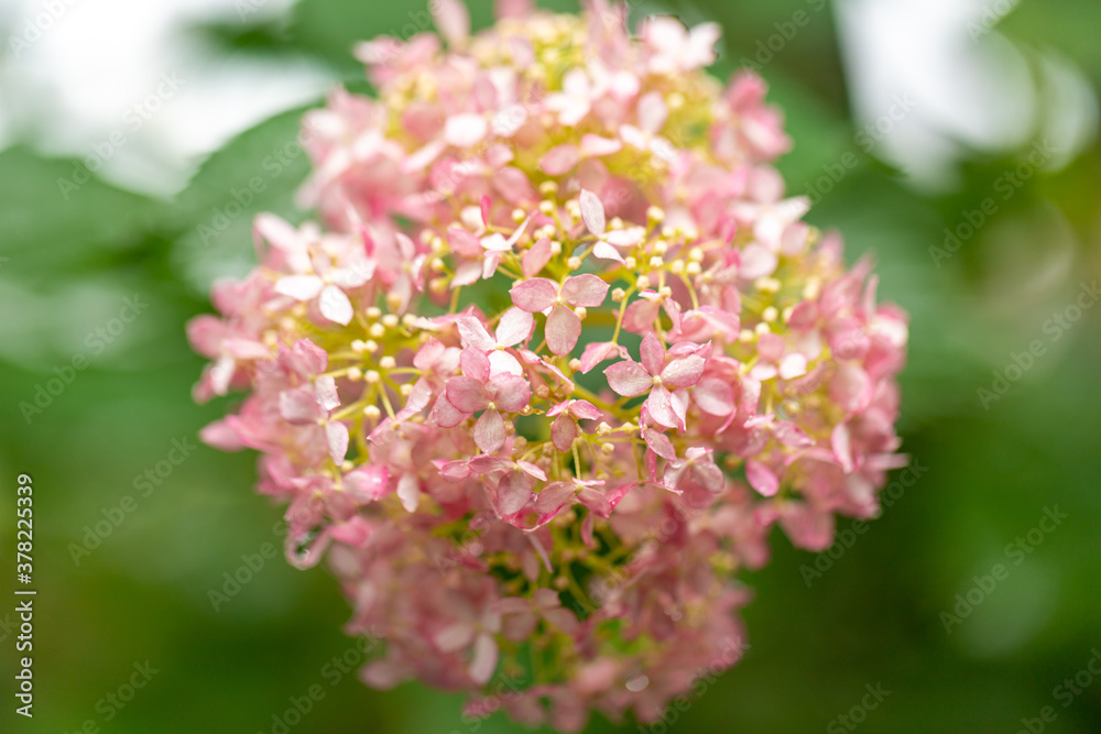 Fototapeta premium 美しく咲くあじさい