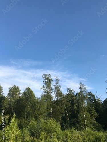 forest and sky