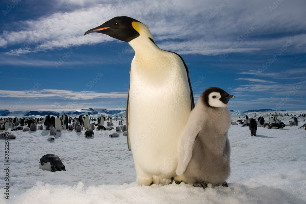 Fototapeta premium Emperor Penguin and Chick, Antarctica