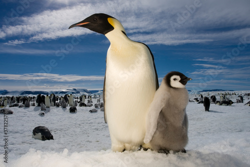Emperor Penguin and Chick   Antarctica