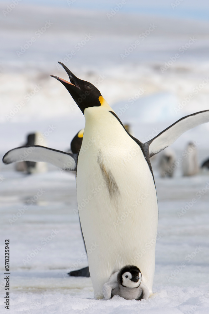 Obraz premium Emperor Penguin and Chick, Antarctica