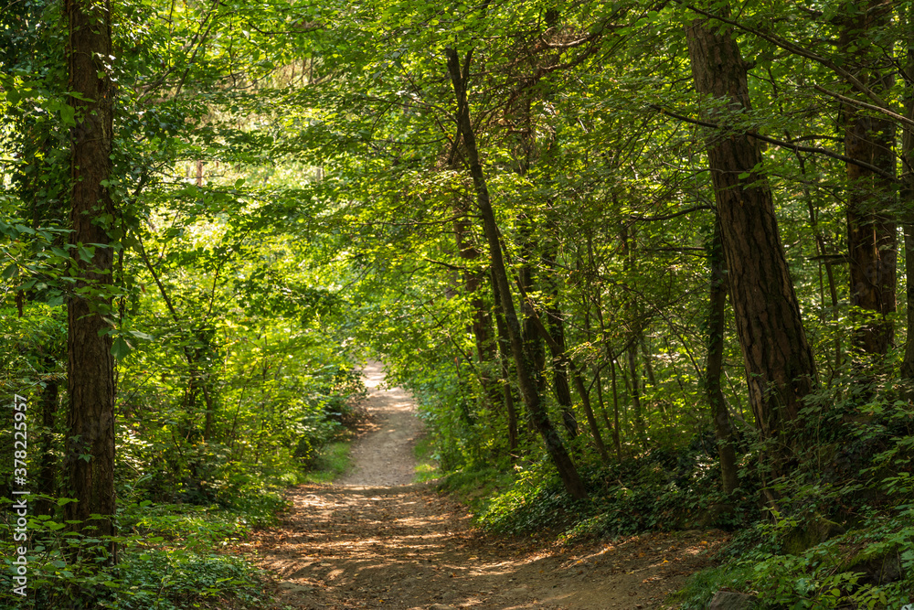 Fototapeta premium Beautiful green mountain forest on a sunny day in Eppan in the Italian South Tyrol