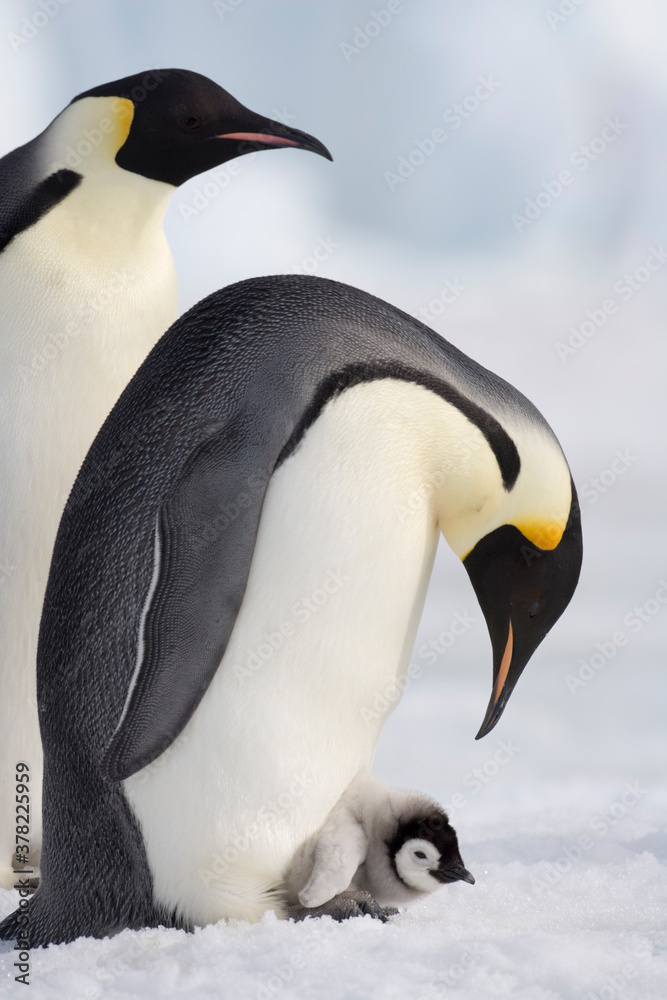 Obraz premium Emperor Penguin and Chick, Antarctica
