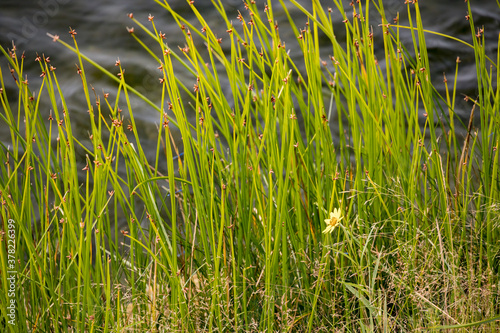 Yellow flower against long green grass background