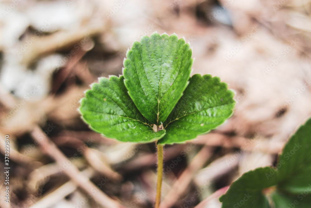 folha verde de morango da horta folha verde de morango da horta