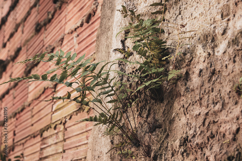 Plantas nascendo no meio do muro concreto urbano photo