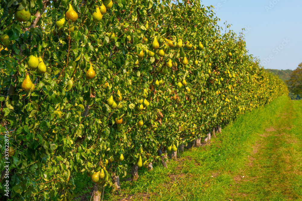 Pears growing in pear trees in an orchard in bright sunlight in autumn, Voeren, Limburg, Belgium, September 11, 2020 Pears growing in pear trees in an orchard in bright sunlight in autumn, Voeren, Limburg, Belgium, September 11, 2020