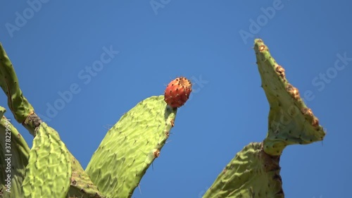 Prickly pear cactus close up with fruit in red color over clear blue sky. Opuntia, called prickly pear, is a genus in the cactus family, Cactaceae. Prickly pears are known as tuna (fruit),sabra, nopal photo