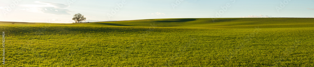 Super panoramic view of Wavy agricultural field with green crop mantle of cereal and lonely tree on top, at sunset Super panoramic view of Wavy agricultural field with green crop mantle of cereal and lonely tree on top, at sunset