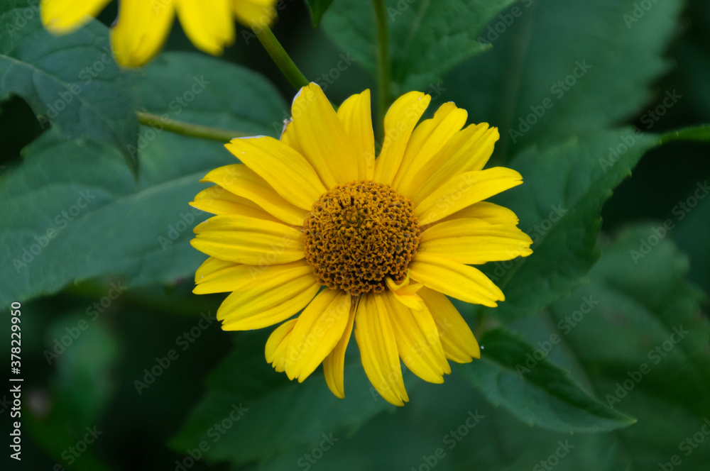 Fototapeta premium Yellow Flowers Blooming in a Garden
