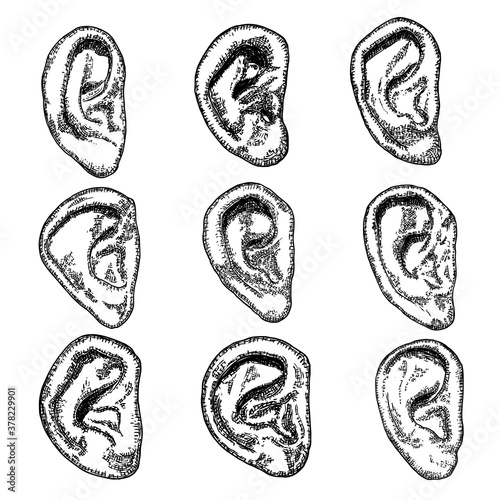 Set of various human ear anatomy body part in engraved hand drawn style. Stylized drawing of decorative witchcraft, voodoo magic attribute. Illustration for Halloween. Vector.