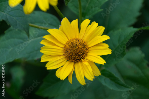 Yellow Flowers Blooming in a Garden