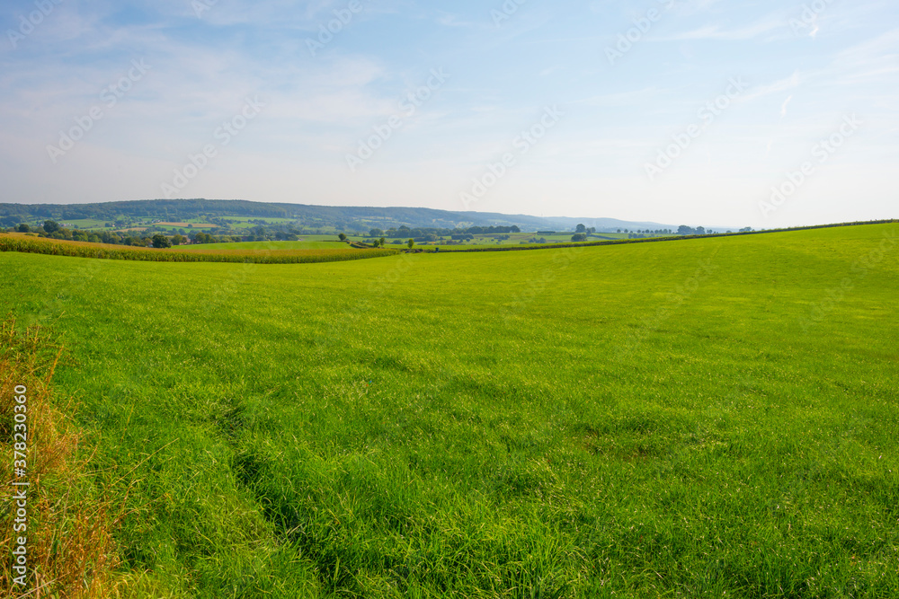 Fields and trees in a green hilly grassy landscape under a blue sky in sunlight at fall, Voeren, Limburg, Belgium, September 11, 2020