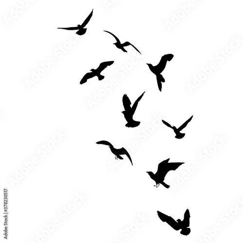 Silhouette set of flying seagulls birds on white background. Inspirational body flash tattoo ink of sea birds. Vector.