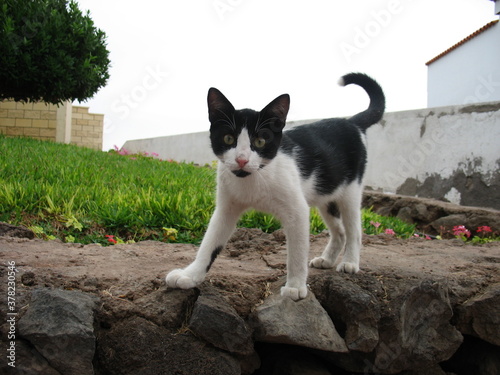 black and white cat © Izabella