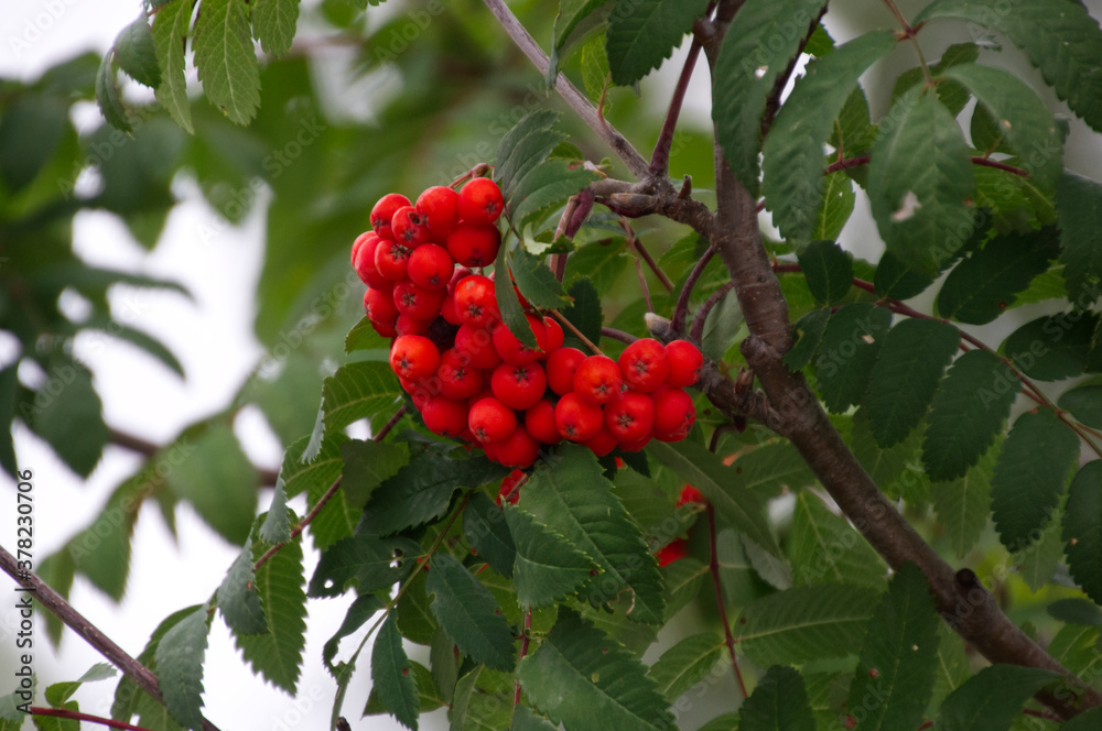 Fototapeta premium Mountain Ash Berries