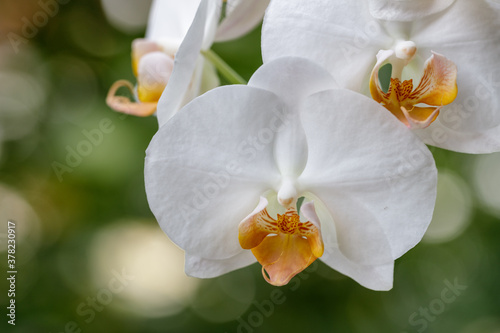 White creme blooming flower orchid of the genus phalaenopsis variety Darwin