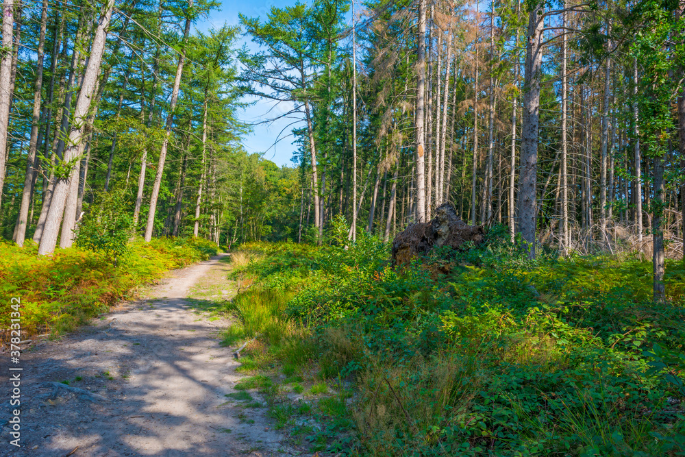 Obraz premium Beauty in nature as trees rise in the shadow of a forest in bright sunlight in autumn, Voeren, Limburg, Belgium, September 11, 2020