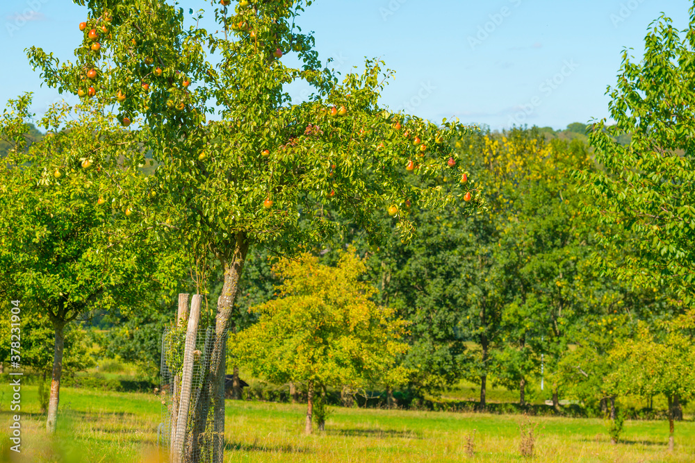 Naklejka premium Apples growing in apple trees in an orchard in bright sunlight in autumn, Voeren, Limburg, Belgium, September 10, 2020