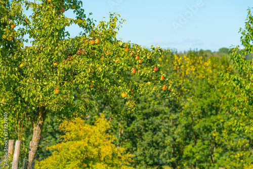 Apples growing in apple trees in an orchard in bright sunlight in autumn, Voeren, Limburg, Belgium, September 10, 2020