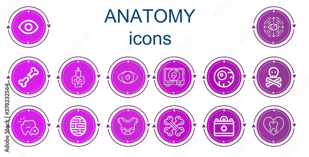 Editable 14 anatomy icons for web and mobile Editable 14 anatomy icons for web and mobile