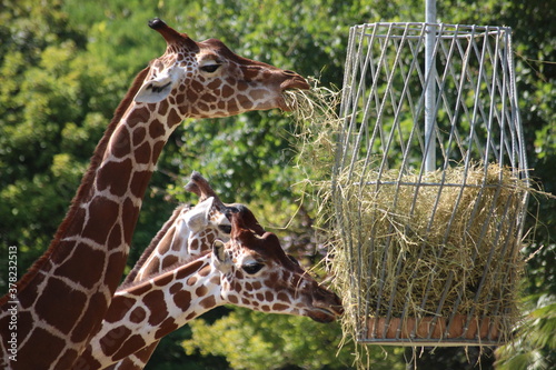 Girafes en plein dejeuner