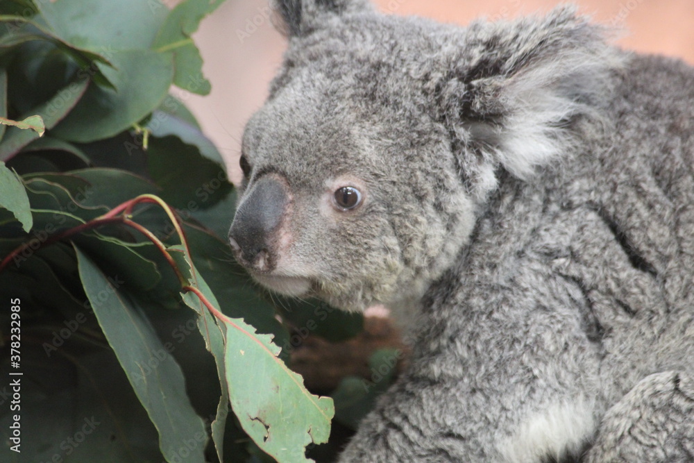 Naklejka premium Koala