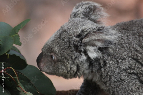 Koala © Fays b