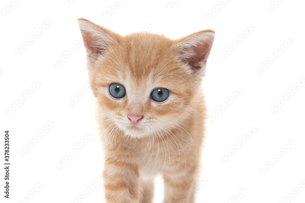 Cute yellow tabby kitten on white