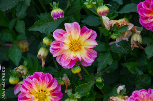 Pink and Yellow Dahlias in a Garden