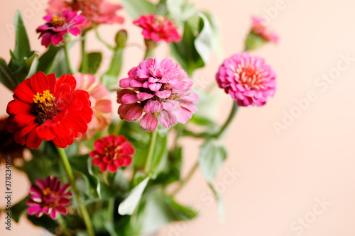 Colorful zinnia flowers bouquet with copy space