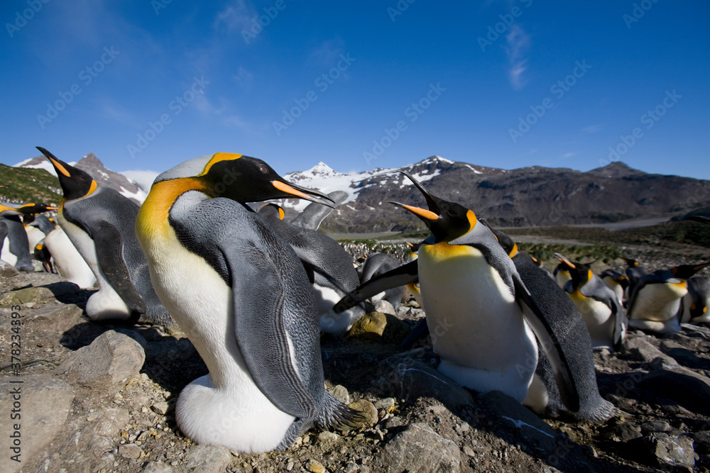 Obraz premium King Penguins, South Georgia Island, Antarctica