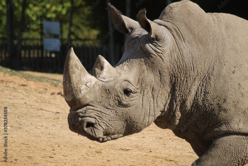 Fototapeta premium Rhinocéros blanc