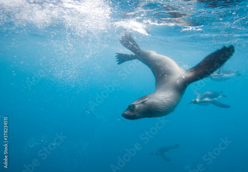 Antarctic Fur Seal and King Penguins Underwater, South Georgia Island, Antarctica © Paul