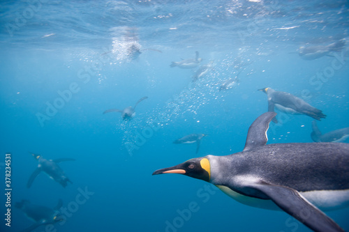 King Penguins Underwater  South Georgia Island  Antarctica
